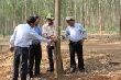 Tiếp tục duy trì và nâng cao năng suất, chất lượng vườn cây